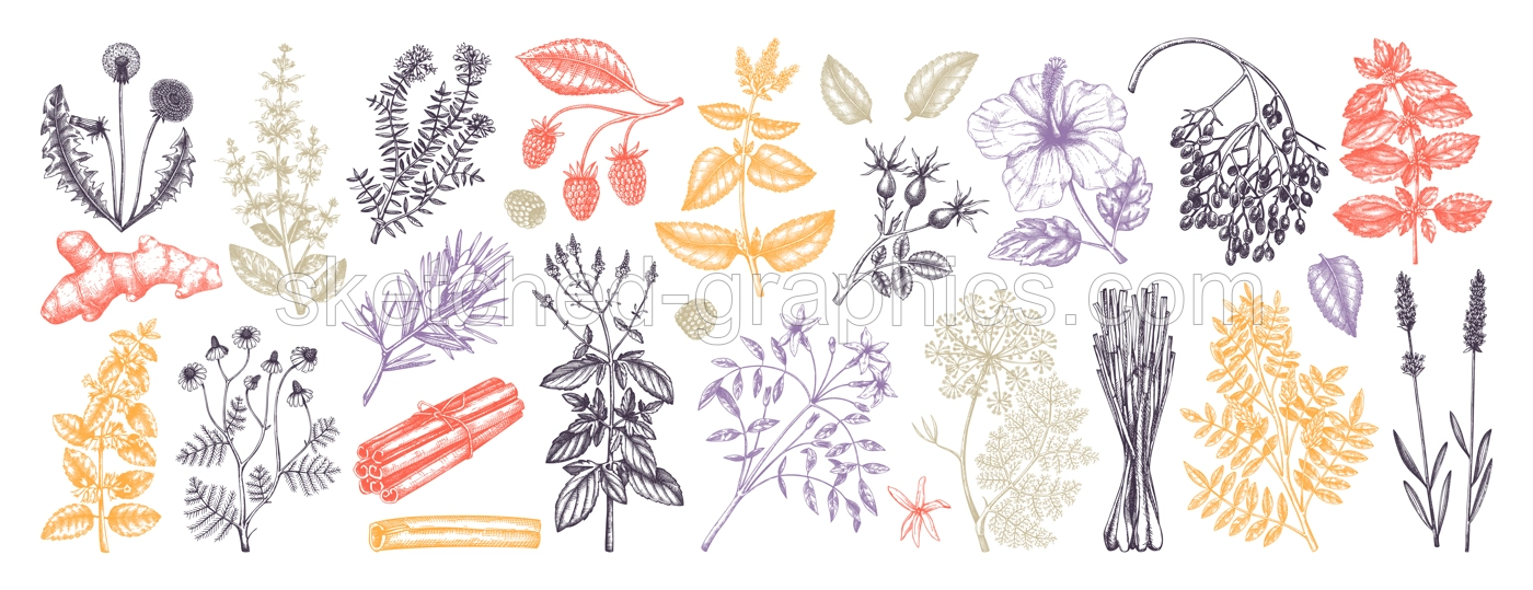 Hand drawn tea ingredients collection in color. Botanical illustration of fruits, flowers, leaves, and herbs for recipe, menu, label, icon, packaging. Herbal tea ingredients set Illustration
